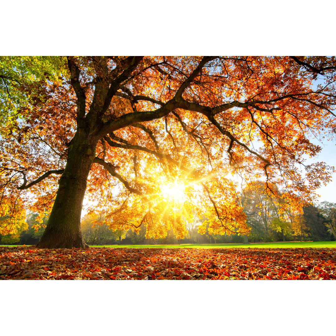 Leinwandbild Majestic Oak Tree at Autumn Sunset