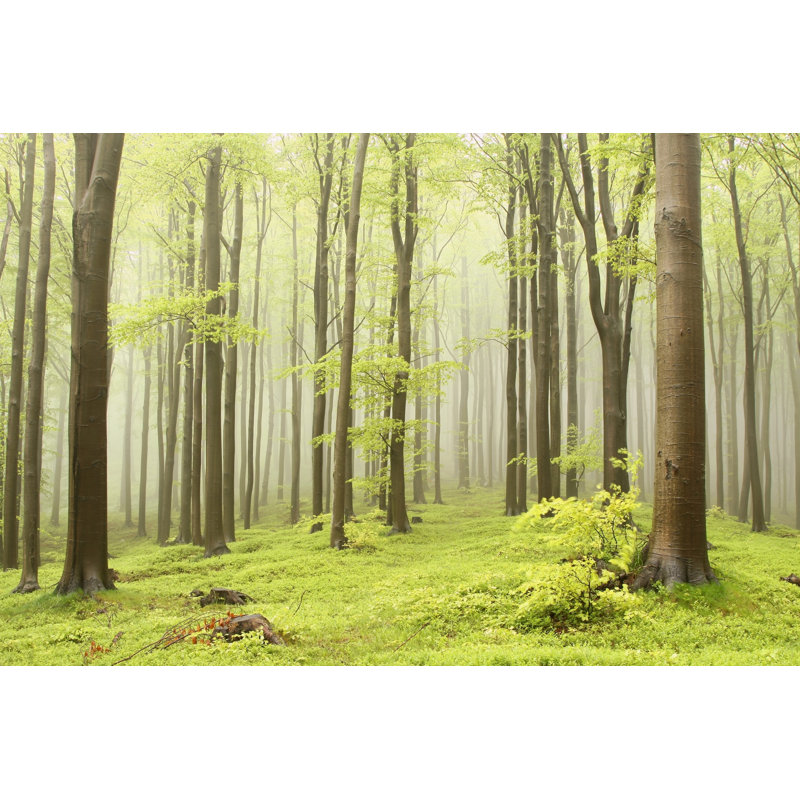 Spring Beech Forest - Wrapped Canvas Print, 30cm H x 46cm W x 3.8cm D