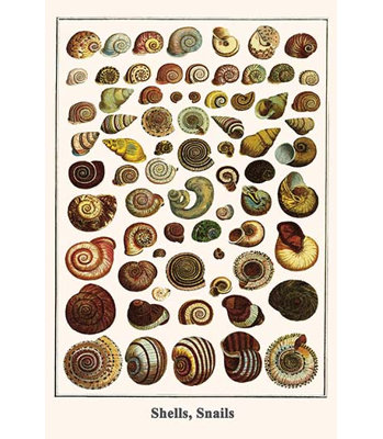 'Shells Snails' by Albertus Seba Graphic Art