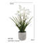 Orchidée blanche 22,5 "en pot Vanda