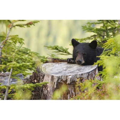 Bear Resting by VisualCommunications - Wrapped Canvas Print