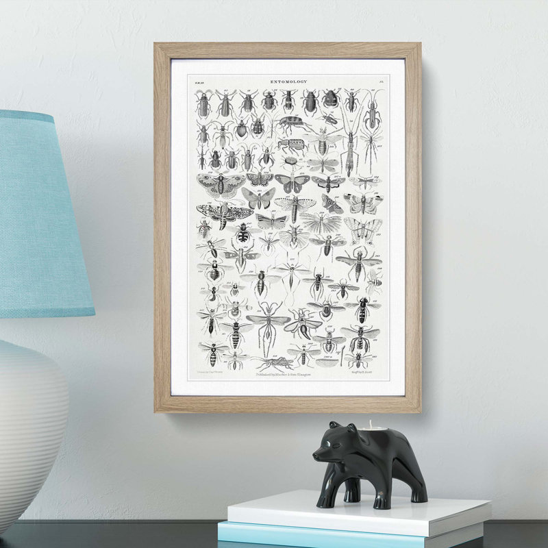 Study of Insects XL by Oliver Goldsmith - Framed Print, 65cm H x 48cm W x 2cm D, Oak Framed
