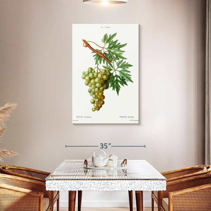 Yarlin Grape Vine - Vitis Laciniata, 45" H x 30" W