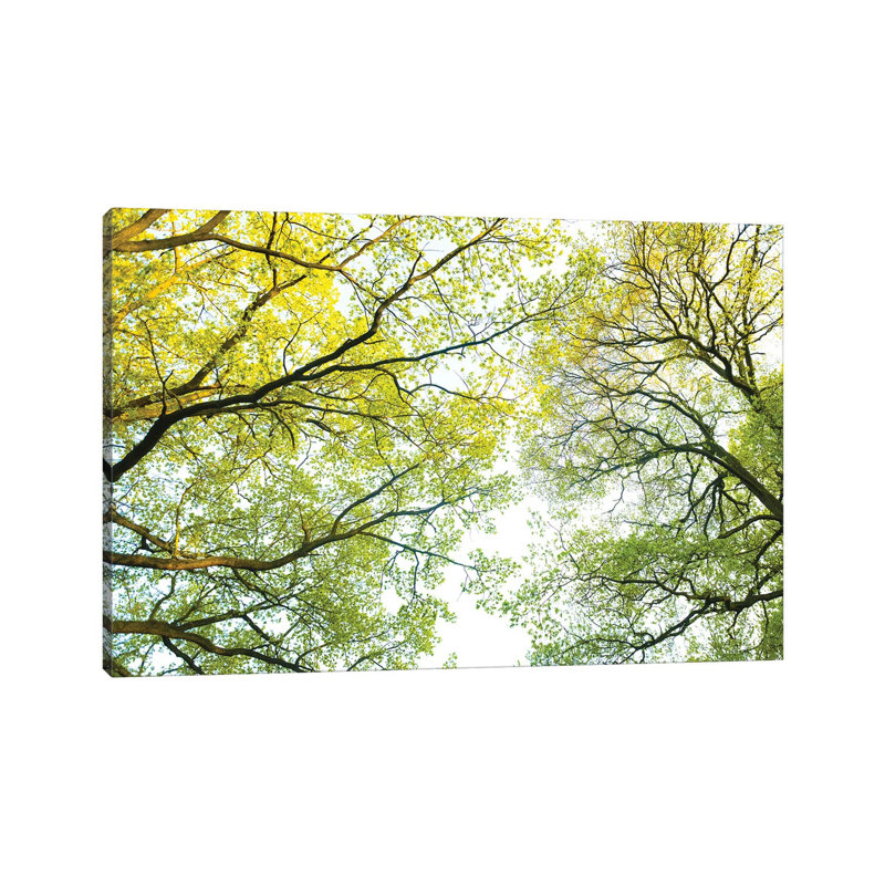 Spring Trees by Mateusz Piesiak - Wrapped Canvas Print, 20.32 cm H x 30.48 cm W