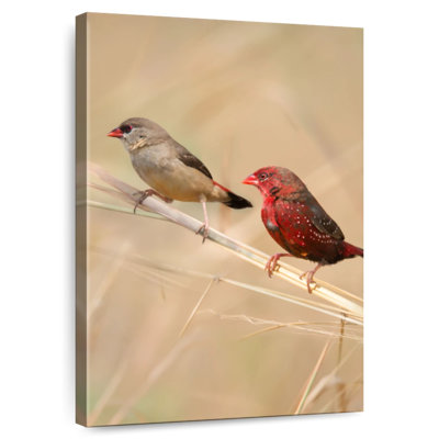 Brampt Strawberry Finches