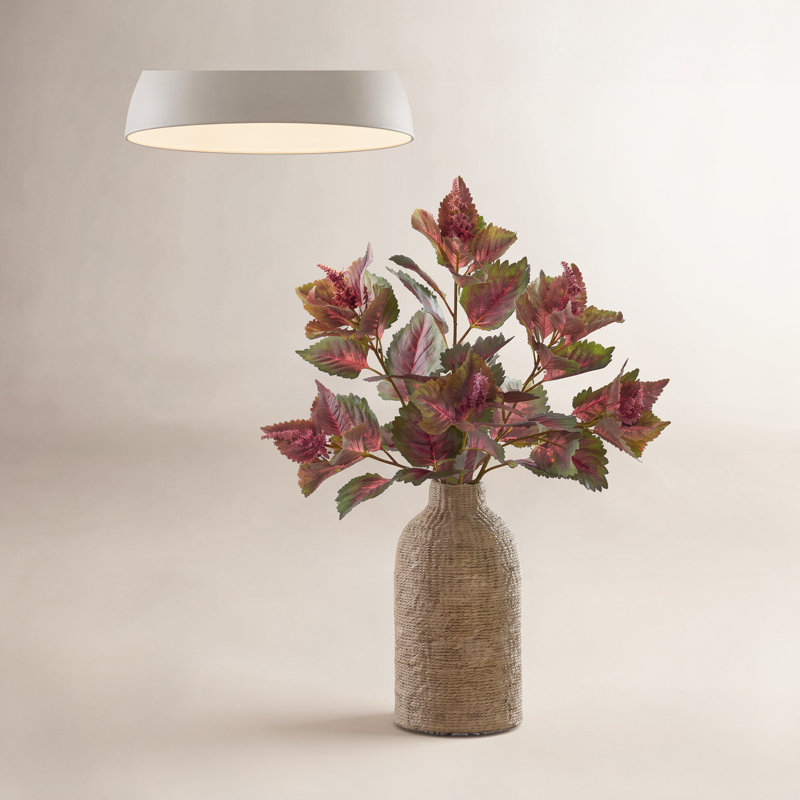 34 po Garden Coleus , Rose