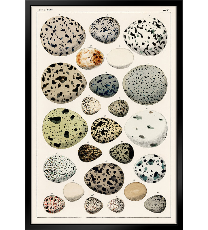 Types of Eggs - Cadre flottant, impression sur toile, H 20 po x l 16 po