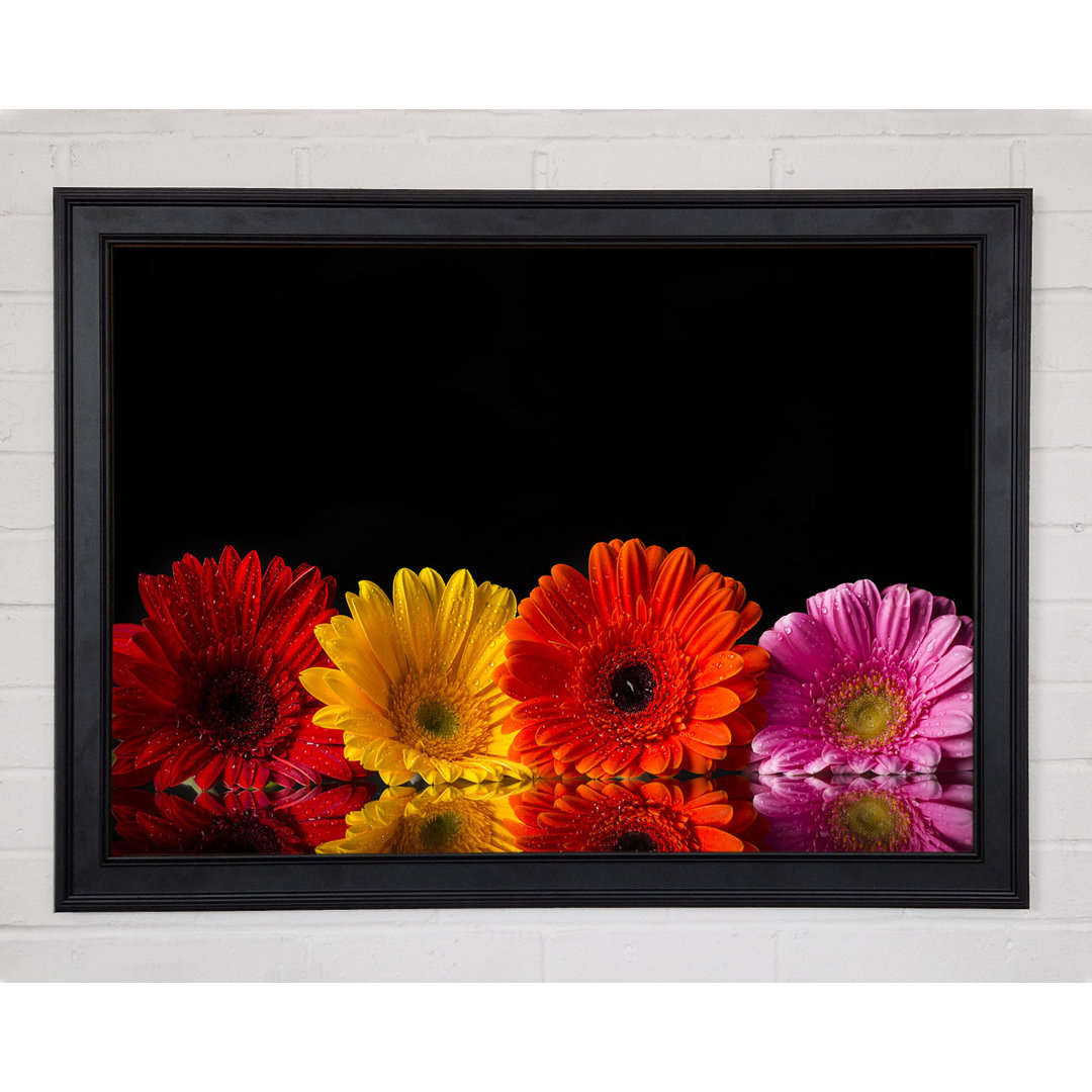 Gerahmter Kunstdruck Multi Coloured Gerberas