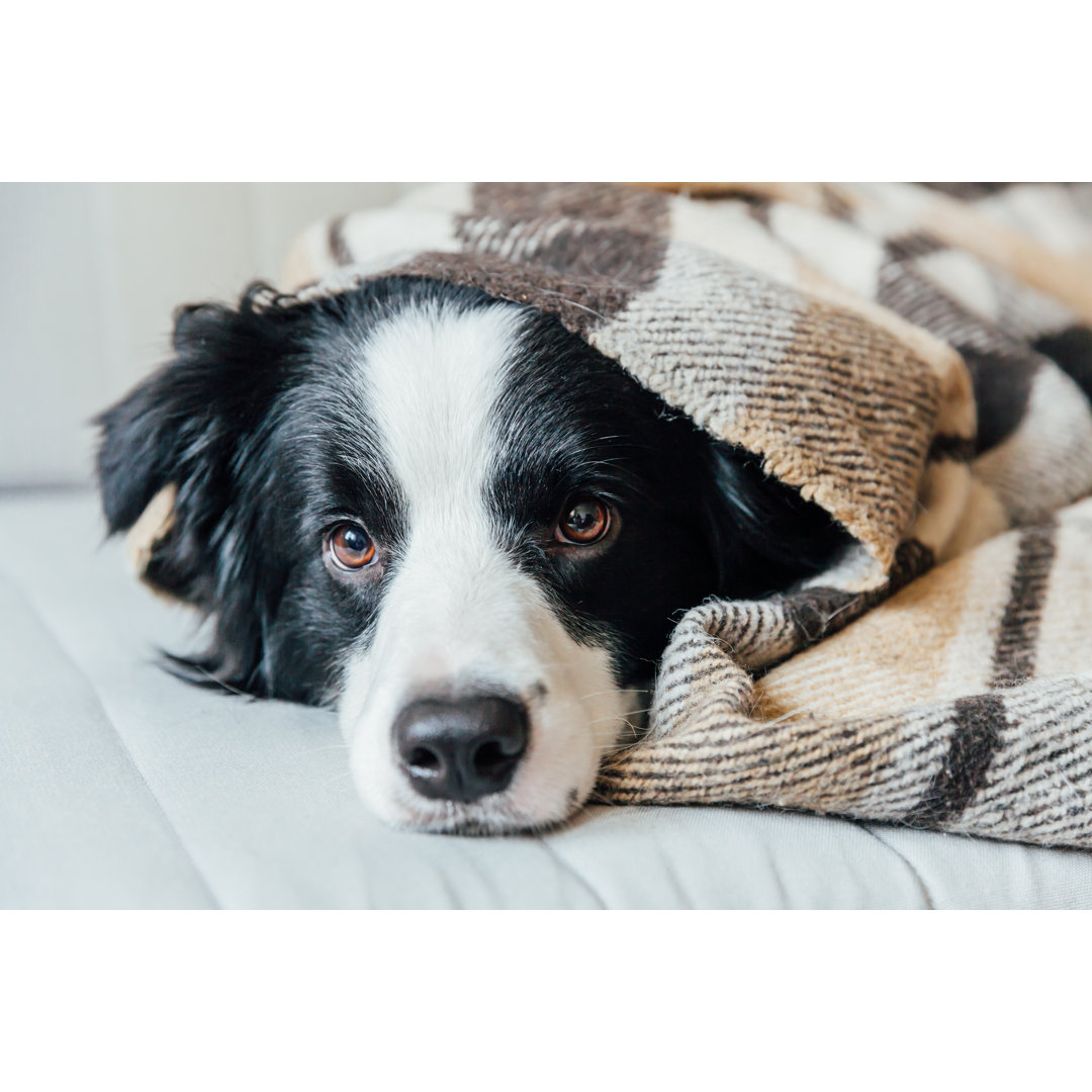 Leinwandbild Lustiger Hündchen-Border-Collie, der zuhause auf Couch unter Plaid liegt Reizendes Mitglied des Familien-kl...