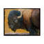 «Bison Portrait III» par Chris Vest - impression sur toile-33538076