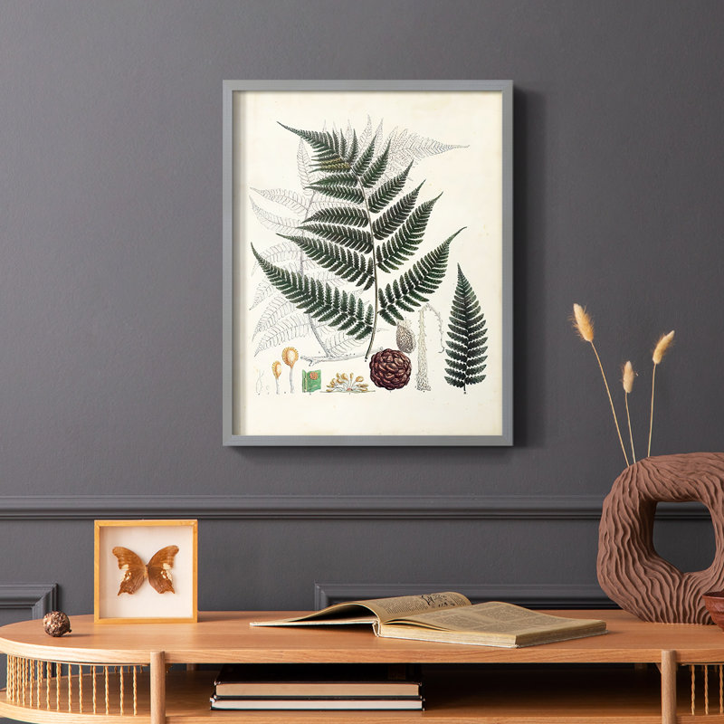 Collection de fougères VI, reproduction encadrée - bois massif, Gris, H 10 po x l 8 po