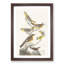 A Collection of Birds by John Audubon - Framed Print-55457832-55457833