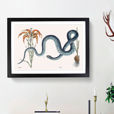 Blue Wampum Snake by Mark Catesby - Picture Frame Painting Print