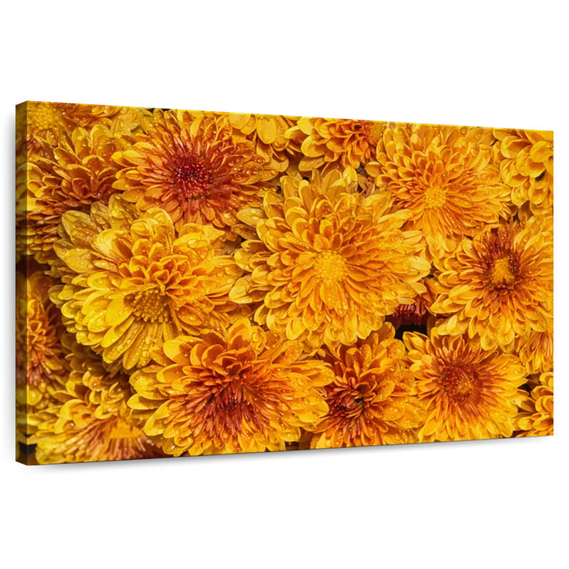 Harnek Chrysanthemums Bloom