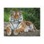 Art de tigre sibérien majestueux-133996461