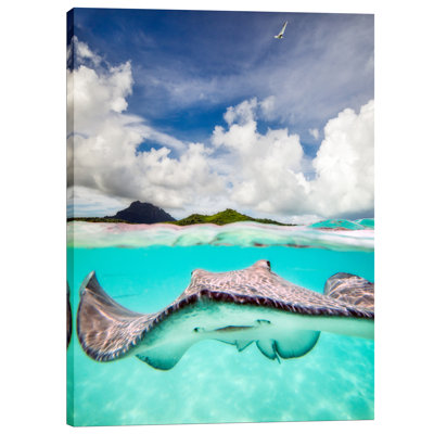 'Stingray' by Jesse Estes, Canvas Wall Art