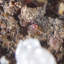 Adamite et calcite sur limonite. Mapami, Mexique