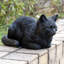 Chat tigré noir au repos-126248605