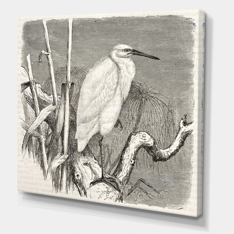 Petit oiseau aigrette - reproduction de dessin sur toile, Toile tendue, H 36 po x l 36 po x P 1,5 po