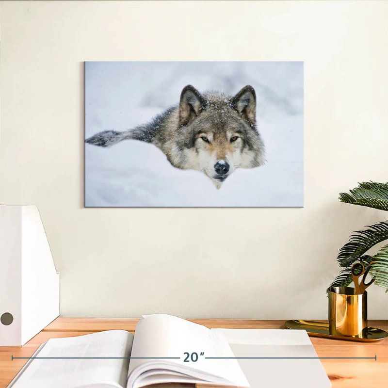 Loup Brampt dans la neige