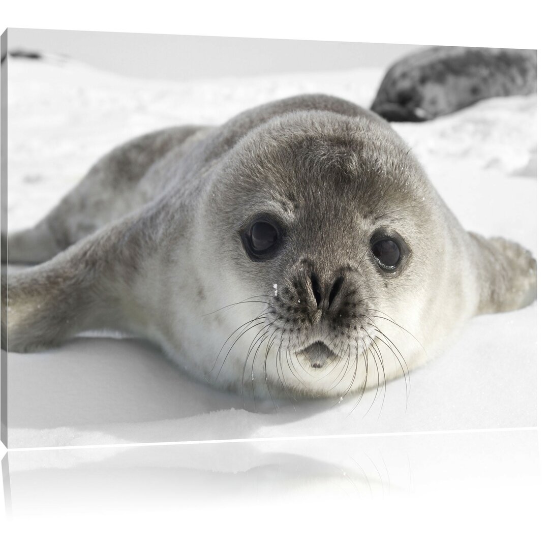 Leinwandbild Sweet Seal Pup