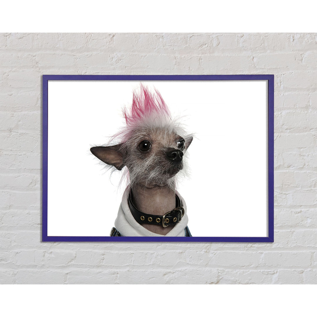 Gerahmtes Leinwandbild Chinese Crested Punk Dog