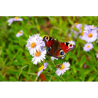 Beautiful Butterfly by Zakob337 - Wrapped Canvas Print