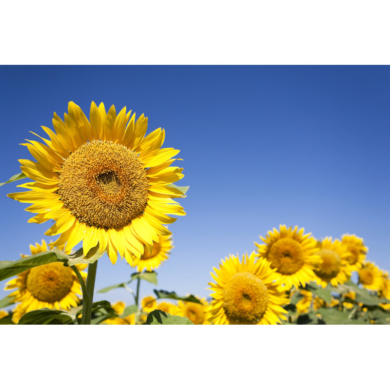Sunflowers by Ooyoo - Wrapped Canvas Print, 20cm H x 30cm W