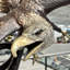 Bird Eagle Bronze Garden Statue