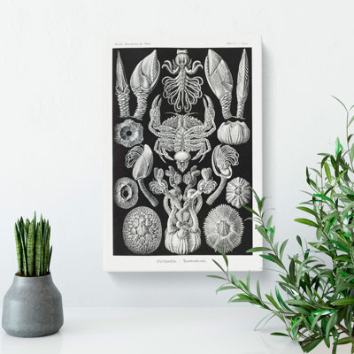 Barnacle by Ernst Haeckel - Wrapped Canvas