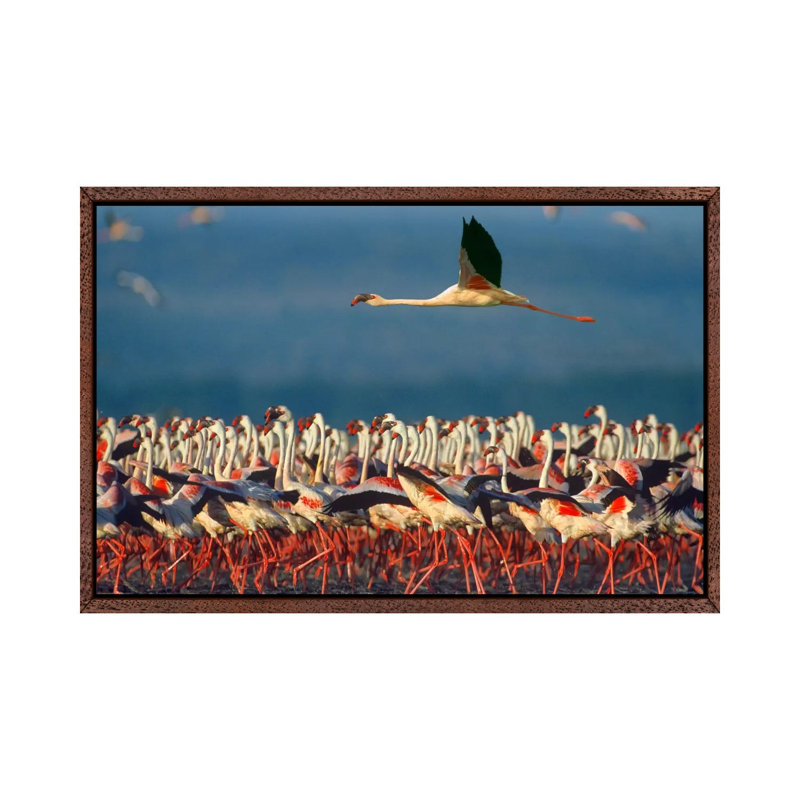 Lesser Flamingo Flying Over Flock, Lake Nakuru, Kenya by Tim Fitzharris - Gallery-Wrapped Canvas Giclée on Canvas