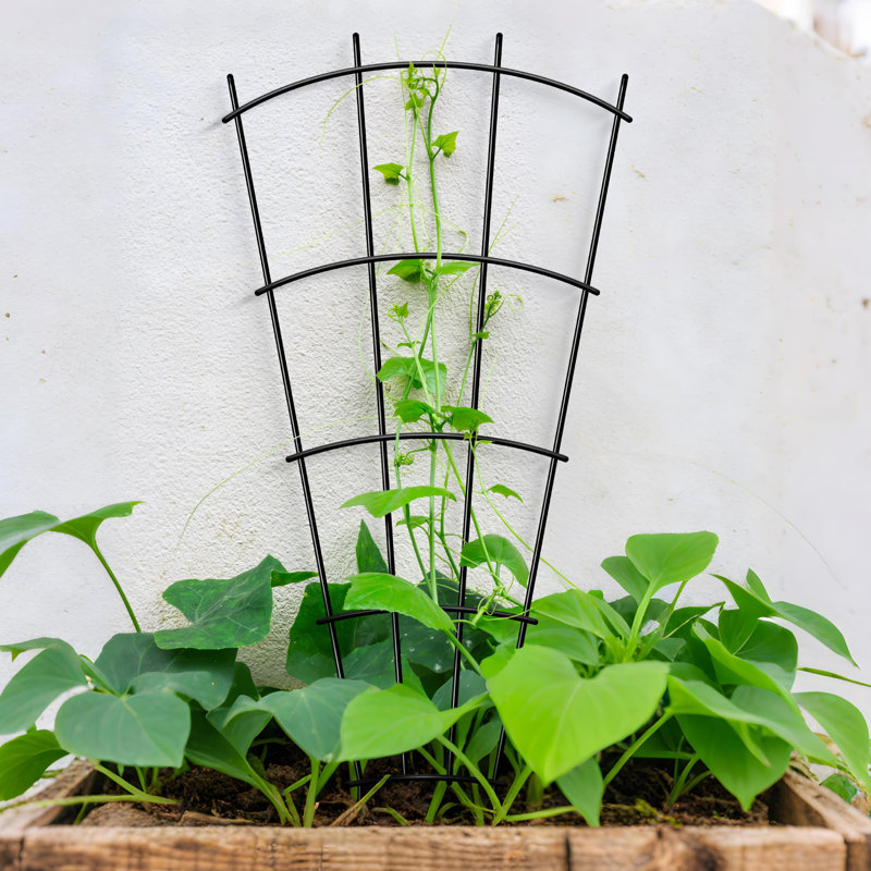 Metal Fan Trellis, 109cm H x 43cm W x 0.5cm D