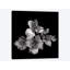 « alstoemeria ii, b&w » par magda indigo, impression sur toile-31919975-73554406-73554407