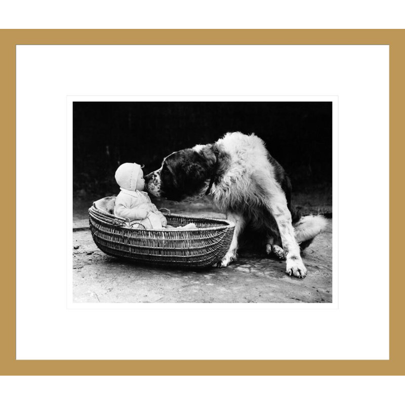 Mignon chien léchant une petite fille (6 à 11 mois) assis dans un panier par Inconnu - Impression Giclée encadrée