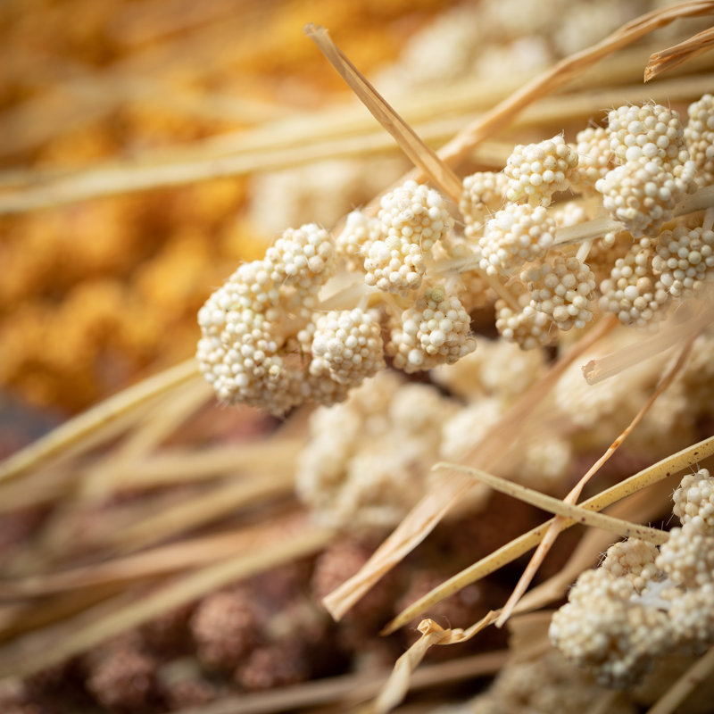 Petersen Wheat Bush