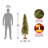 Hickory Cedar Tree-1923807230-1964803448