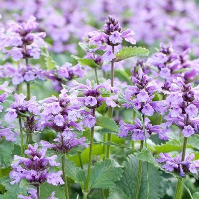 " Catnip Flowers "