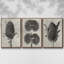 Blossfeldt Botanical IV 3 pièces-97757541-97757544