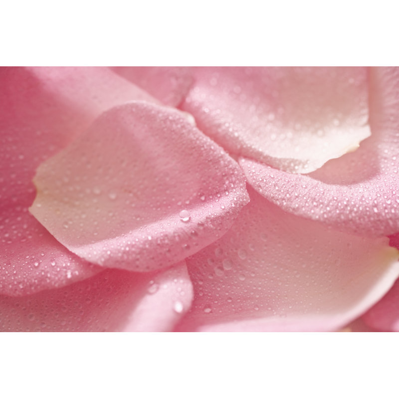Rose petals, 30cm H x 46cm W
