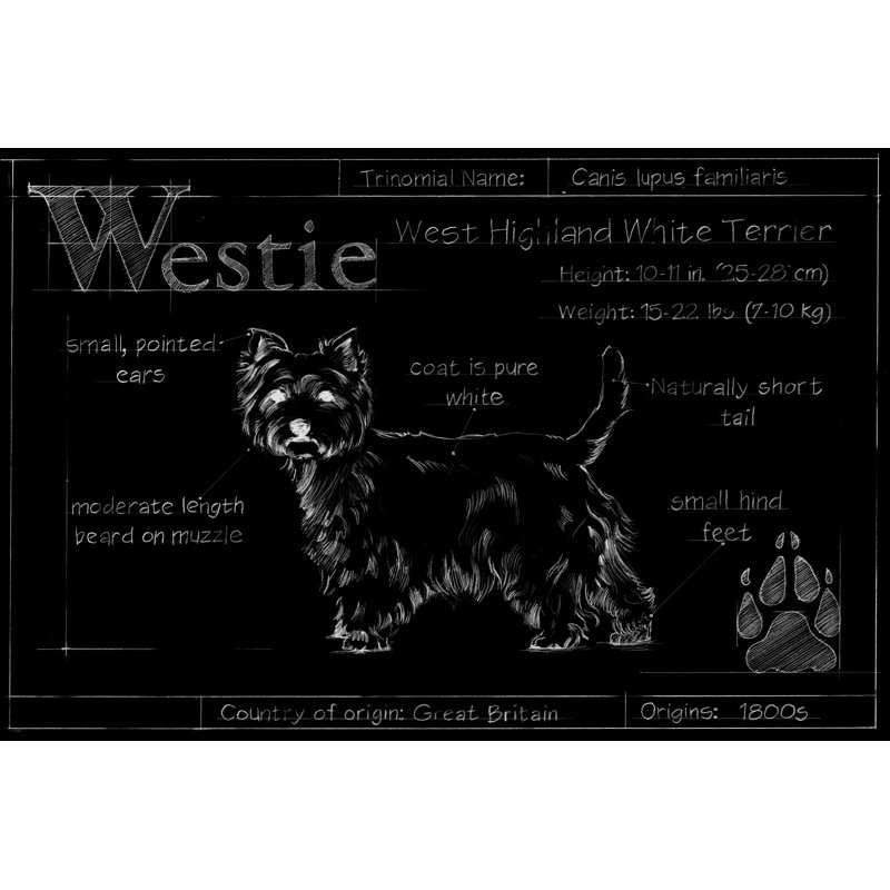 Blueprint Westie by Ethan Harper - Painting Print, Wrapped Canvas, 20cm H x 30cm W