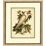Catesbys Little White Heron Print