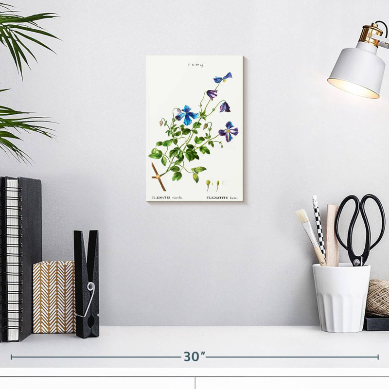 Harnek Clematis Viticella, 12" H x 8" W