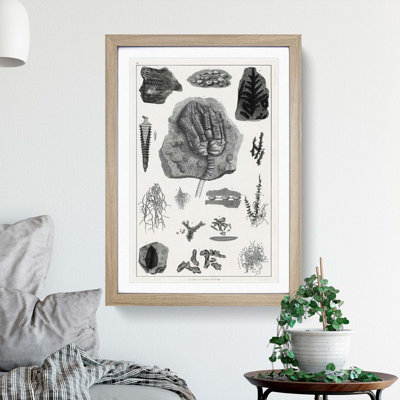 Collection of Fossils II by Oliver Goldsmith - Framed Print