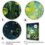«Ferns Plant Verdant Abundance IV», reproduction sur toile-942161701