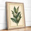 Study Botanical - Framed Print-262269540-262269560