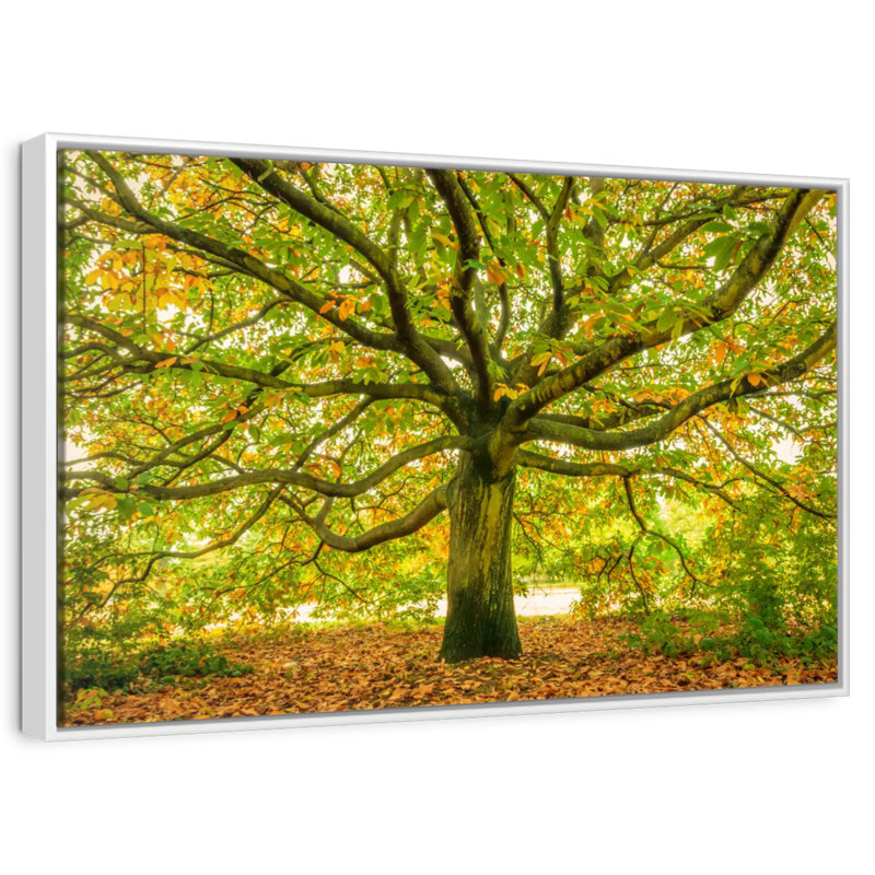 Chêne de Londres, Cadre flottant blanc, 13 po x 9 po