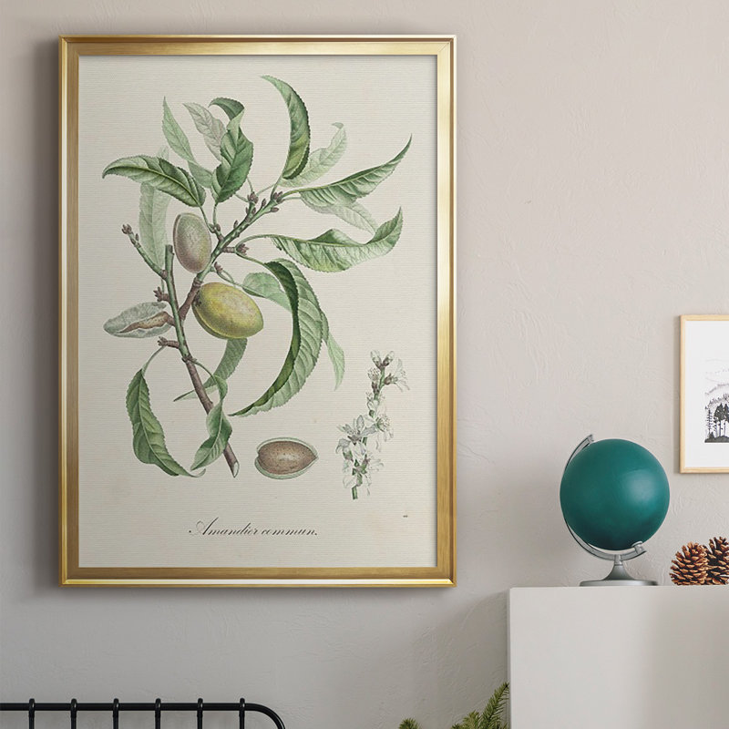 Antique Ammond Botanical IV, reproduction encadrée sur papier, H 36,5 po x l 26,5 po x P 1 po, Or