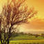 Vineyard - Wrapped Canvas Print-239930014-239930006