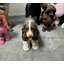 Statue de chien anglais Cocker Spaniel