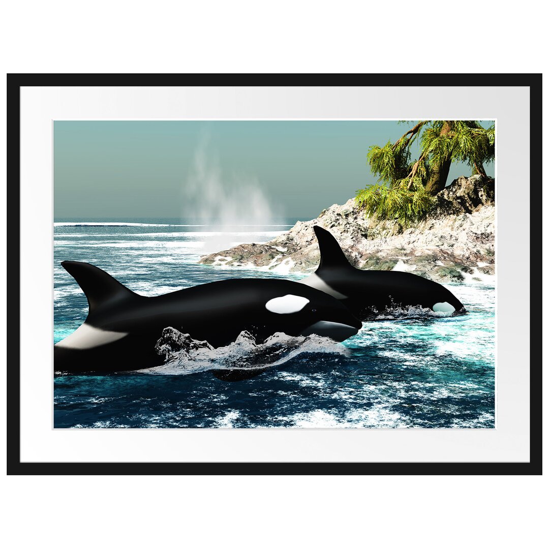 Gerahmtes Poster Orcas vor Insel